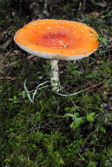 orangefarbener Fliegenpilz