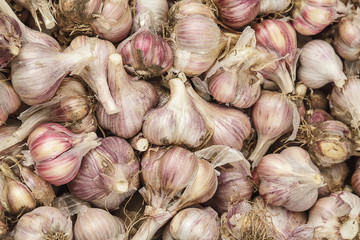 Fresh garlic background. The garlic is laid out for sale at a village fair.