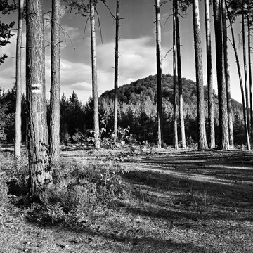 Fototapeta hill Borny with transmitter seen from a pine forest in Macha's land during summer holidays in czech republic