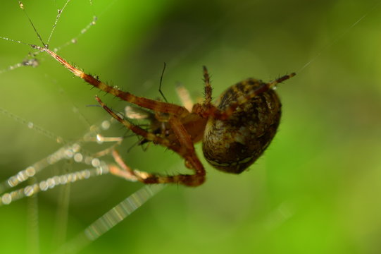 Spider hunting in its web in the early summer morning