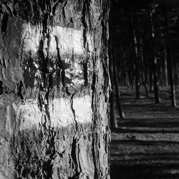 Fototapeta tourist marking on tree in pine forest  in Macha's land during summer holidays in czech republic