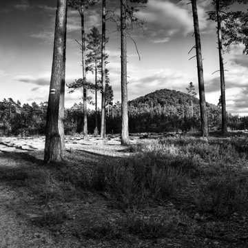 Fototapeta hill Borny with transmitter seen from a pine forest in Macha's land during summer holidays in czech republic