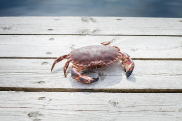 alive crab standing on wooden floor