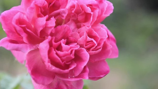 rose flower close up 