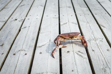 alive crab standing on wooden floor