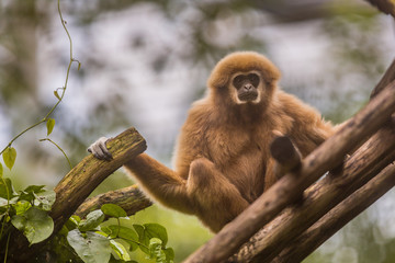 Naklejka premium Lar gibbon sitting on branch in natural environment