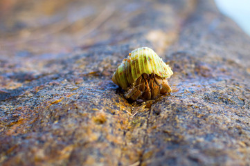 Hermit Crab on a beach