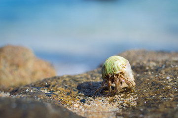 Hermit Crab on a beach