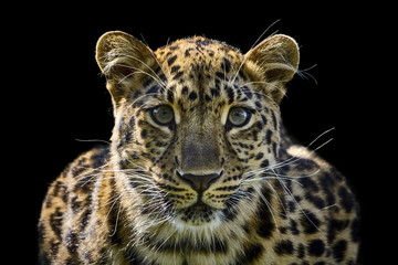 Fototapeta na wymiar Amur Leopard isolated on black background