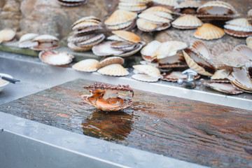 opened scallop shellop with mollusk inside