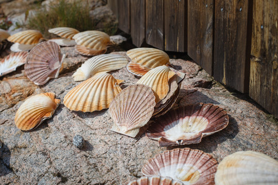 many scallop shells