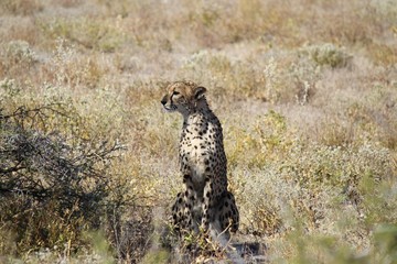 Cheetah in Etosha Park, Namibia