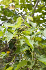 テリハノブドウ