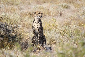 Cheetah in Etosha Park, Namibia