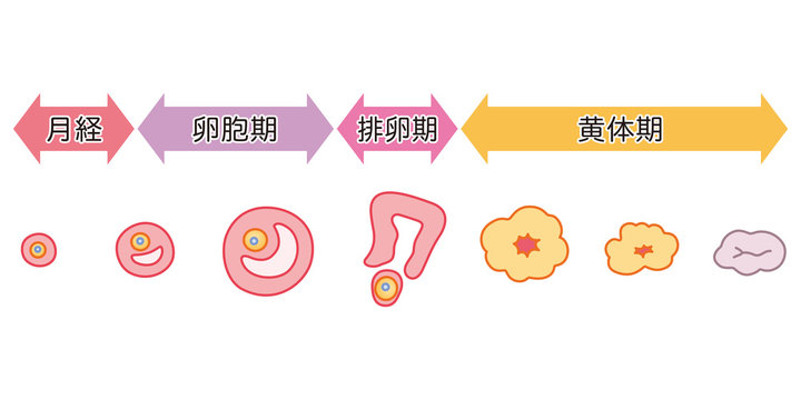 卵胞の変化