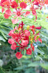Fototapeta premium 鳳凰木の花