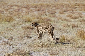 Cheetah in Etosha Park, Namibia
