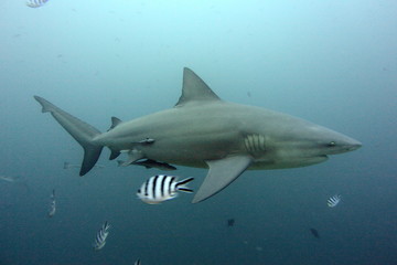 bull shark