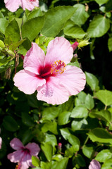 ハイビスカス