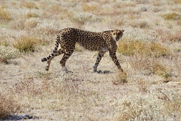 Cheetah in Etosha Park, Namibia