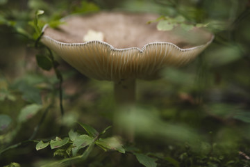 pilz 2