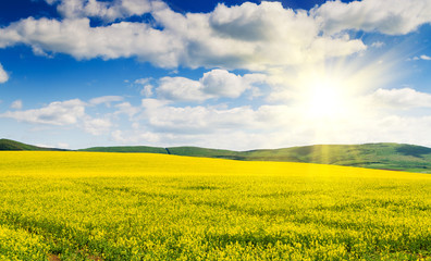Obraz premium Yellow oilseed rape field under the blue sky with sun