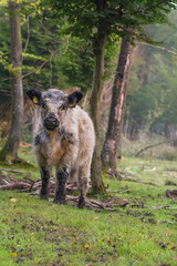 Galloway in einem Wald