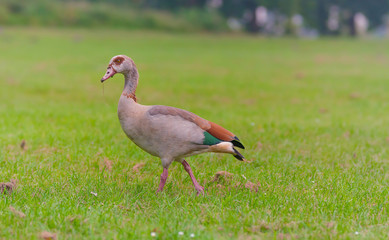 Nilgans auf einer Wiese
