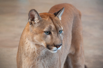 Cougar