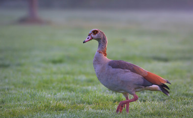 Nilgans auf einer Wiese