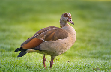 Nilgans auf einer Wiese