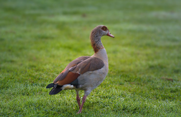 Nilgans auf einer Wiese
