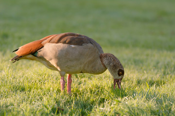 Nilgans auf einer Wiese