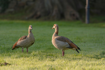 Nilgans auf einer Wiese