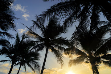 Fototapeta na wymiar Tropical Coconut trees