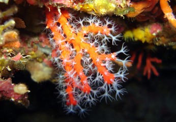 red coral