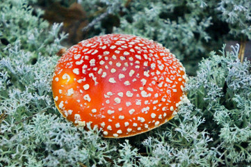 bright orange inedible fly agaric mushroom with white spots