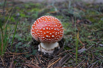 bright orange inedible fly agaric mushroom with white spots