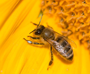 a bee on a flower of a sunflower