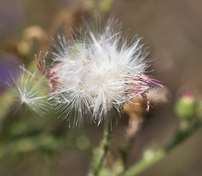 Fototapeta dandelion