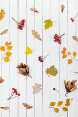 Autumn composition. Orange leaves  and berry on white wood background. Flat lay, top view