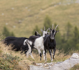Goat - 171025210