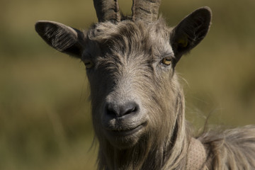 Goat - 171025214