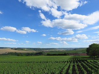 Fototapeta na wymiar Paysage de vignes sous un ciel bleu, en été, en Champagne (France)