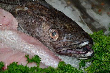 Hake head