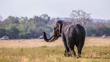 Obraz premium Sri Lankan Elephant looking at the tourist in jeeps