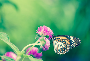 Fototapeta na wymiar Malay tiger danaus affinis butterfly collecting nectar from flower and insect pollinator in the nature