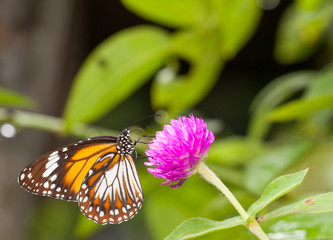 Malay tiger danaus affinis butterfly collecting nectar from flower and insect pollinator in the nature
