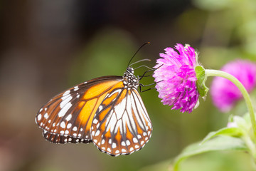 Malay tiger danaus affinis butterfly collecting nectar from flower and insect pollinator in the nature