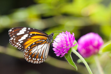 Fototapeta na wymiar Malay tiger danaus affinis butterfly collecting nectar from flower and insect pollinator in the nature